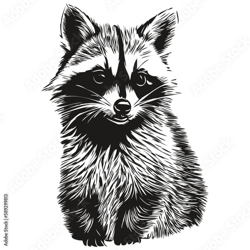 Raccoon sketches, outline with transparent background, hand drawn illustration