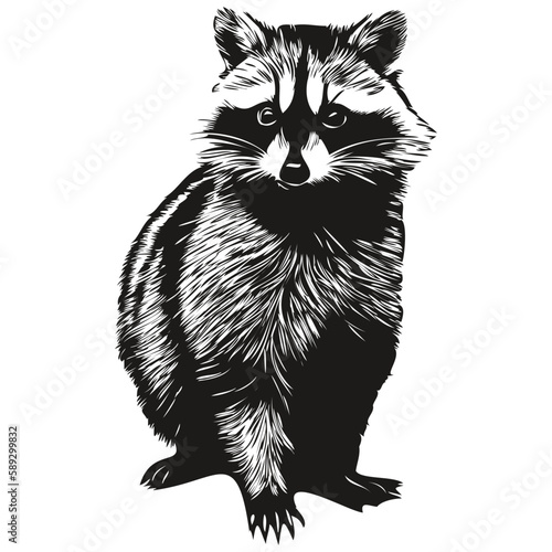 Raccoon sketchy, graphic portrait of a raccoon on a white background