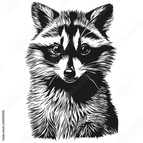 Raccoon sketchy, graphic portrait of a raccoon on a white background