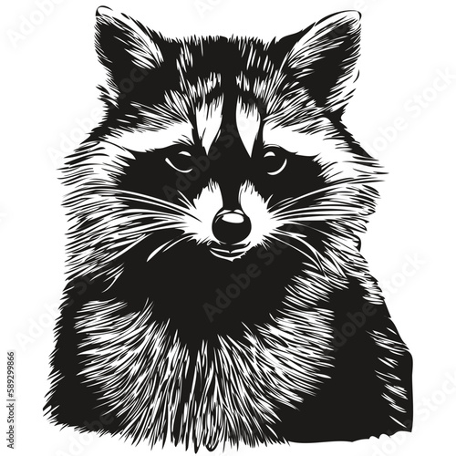 Raccoon small animal cute fluffy realistic, vector black and white