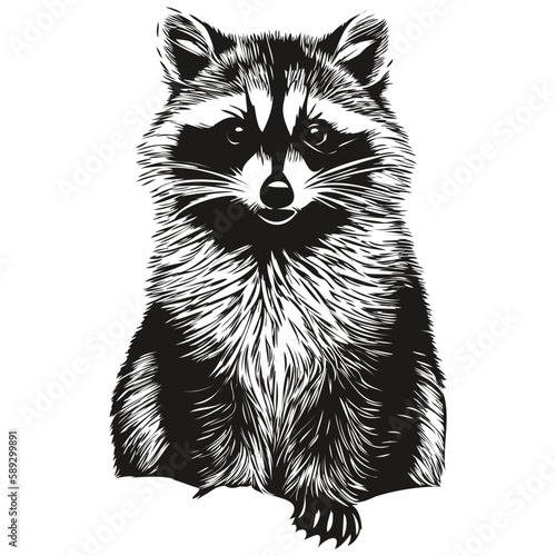 Raccoon vector illustration line art drawing black and white