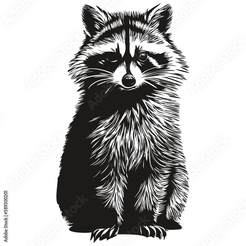 Vintage engrave isolated raccoon illustration cut ink sketch