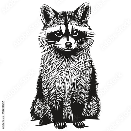 Vintage engrave isolated raccoon illustration cut ink sketch