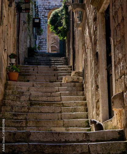 Cat on the stairs of a street