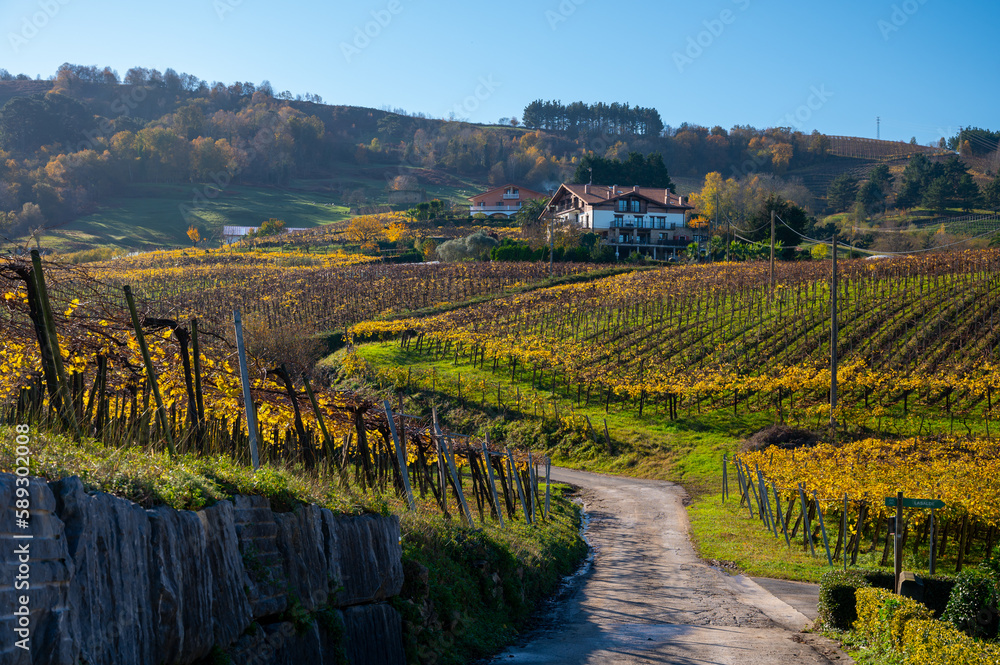 Hilly txakoli grape vineyards, making of Txakoli or chacolí slightly sparkling, very dry white wine with high acidity and low alcohol content, Getaria, Basque Country, Spain