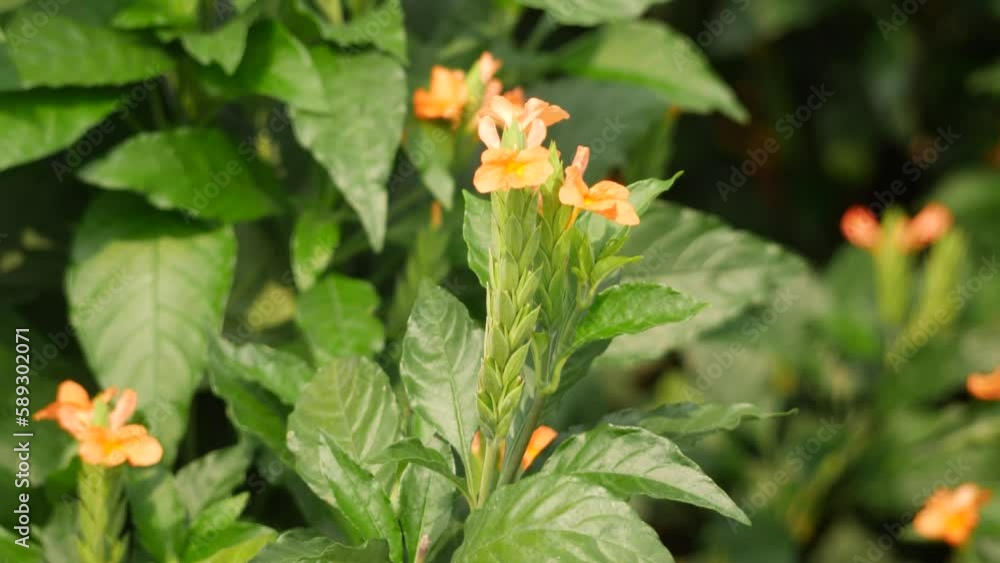 Beautiful zoom in capture of green and yellow flowers blowing lightly Beautiful zoom in capture of green and yellow flowers blowing lightly