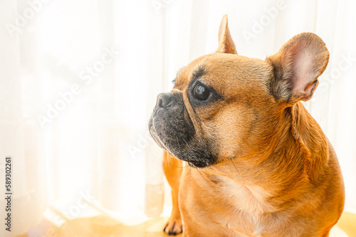 Portrait of a french bulldog at home, posing for dog photoshoot on a sunny day. © Pavel