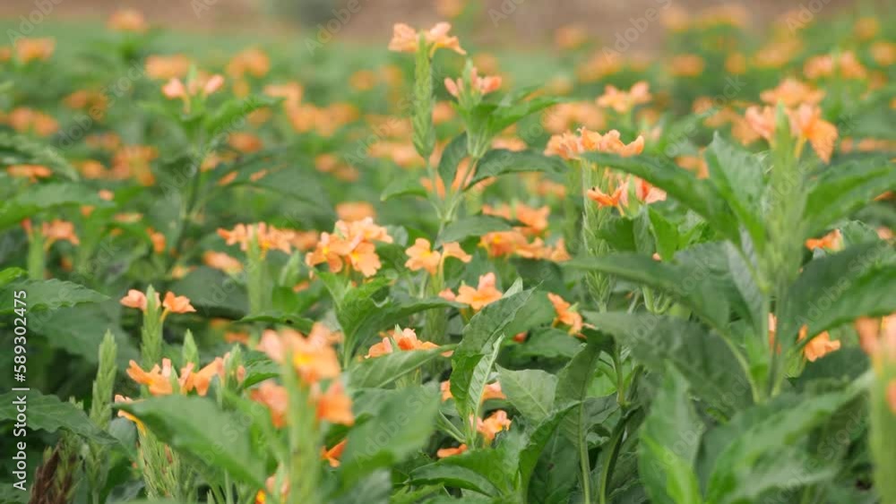 Side edge clip shot of beautiful flowers with blurry beautiful flowers blowing softly Side edge clip shot of beautiful flowers with blurry beautiful flowers blowing softly