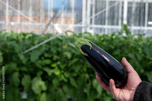 Harvesting of ripe purple eggplants vegetables in Dutch organic greenhouse photo