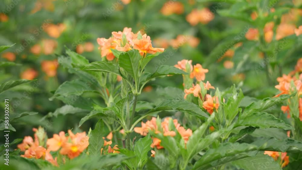 Blurry flower backgroud, zoom in Capture of well sprouted flowers shaking abruptly Blurry flower backgroud, zoom in Capture of well sprouted flowers shaking abruptly