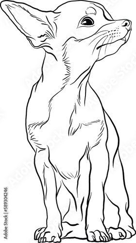 Chihuahua Puppy, small dog breed doodle style vector line illustration