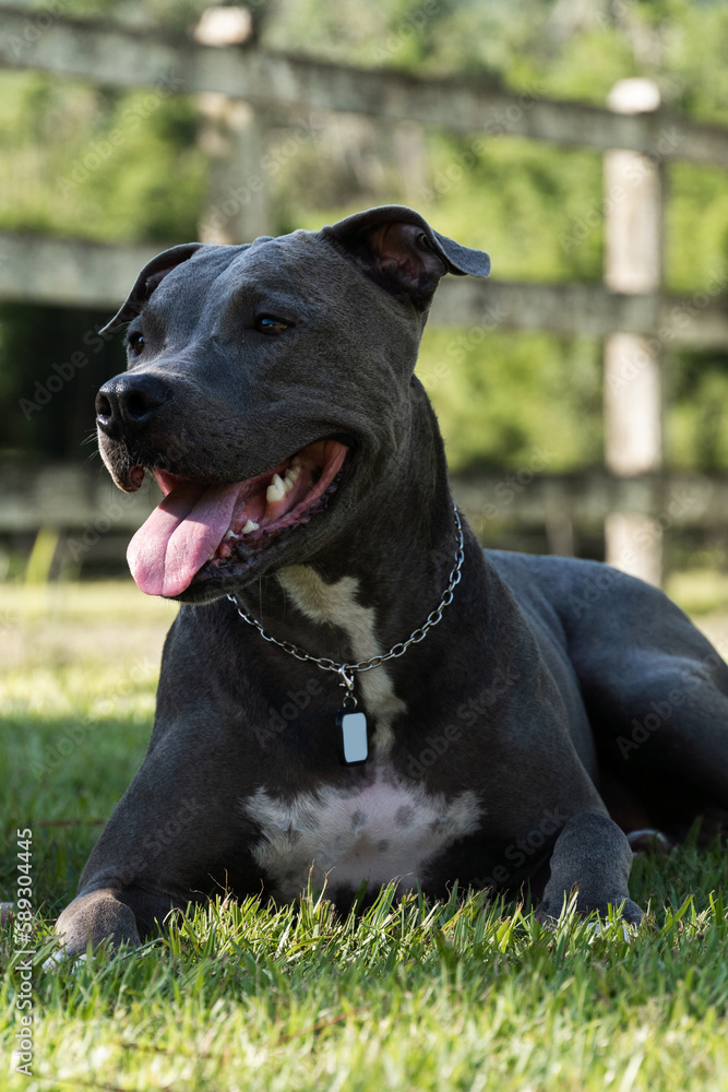 Blue nose Pit bull dog sitting on the grass resting in the shade. It sunny day. Farm with dog park and lots of nature