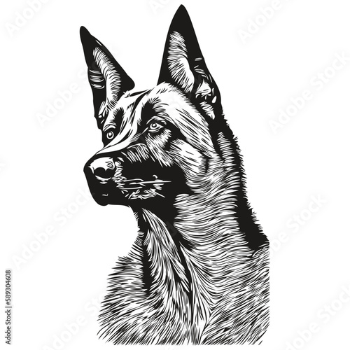 Belgian Malinois dog logo hand drawn line art vector drawing black and white pets illustration