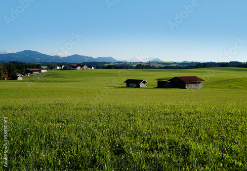 lush sundrenched green alpine meadows with the Bavarian Alps in the background on a gorgeous sunny day in spring  Allgau  Fuessen  Bavaria  Germany 