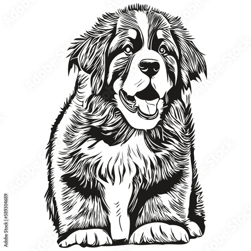 Bernese Mountain dog hand drawn line art vector drawing black and white logo pets illustration