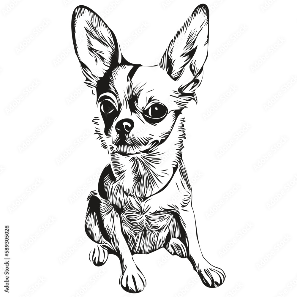 Chihuahua dog hand drawn line art vector drawing black and