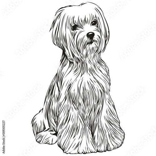 Maltese dog hand drawn line art vector drawing black and white logo pets illustration