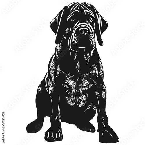 Mastiff dog hand drawn line art vector drawing black and white logo pets illustration