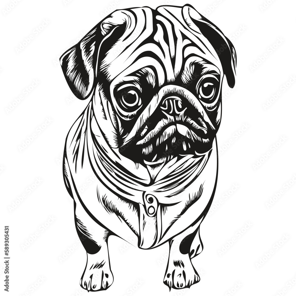 Pugs dog hand drawn vector line art drawing black and white logo pets illustration Pugs dog hand drawn vector line art drawing black and white logo pets illustration