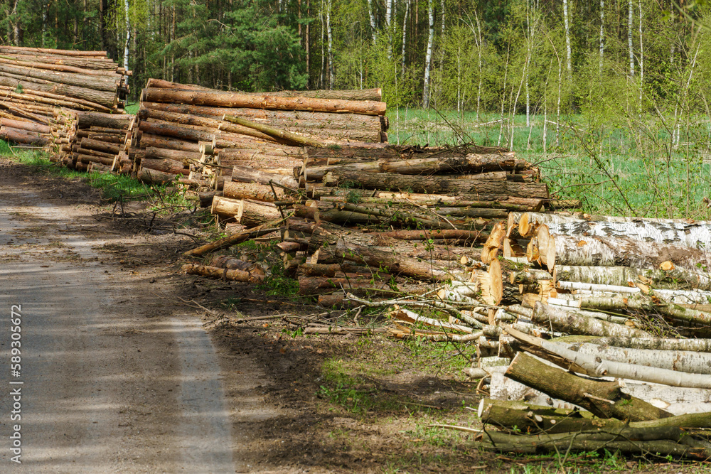 Neatly stacked logs along a forest road at sunset. Deforestation and storage of tree trunks for drying and transportation. Dirt road in the forest for logging equipment.