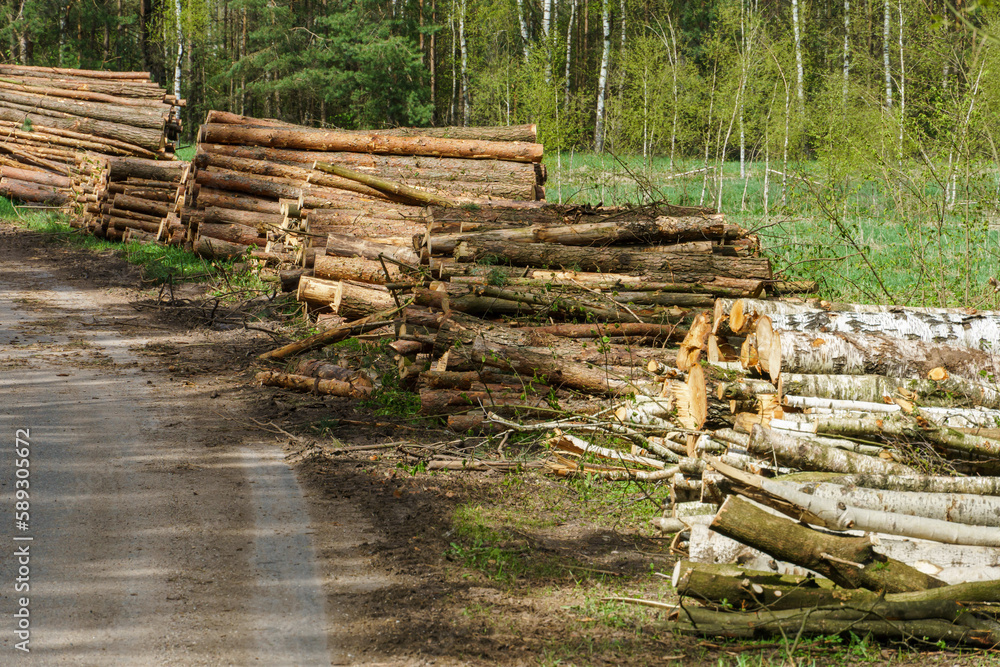 Neatly stacked logs along a forest road at sunset. Deforestation and storage of tree trunks for drying and transportation. Dirt road in the forest for logging equipment. Neatly stacked logs along a forest road at sunset. Deforestation and storage of tree trunks for drying and transportation. Dirt road in the forest for logging equipment.
