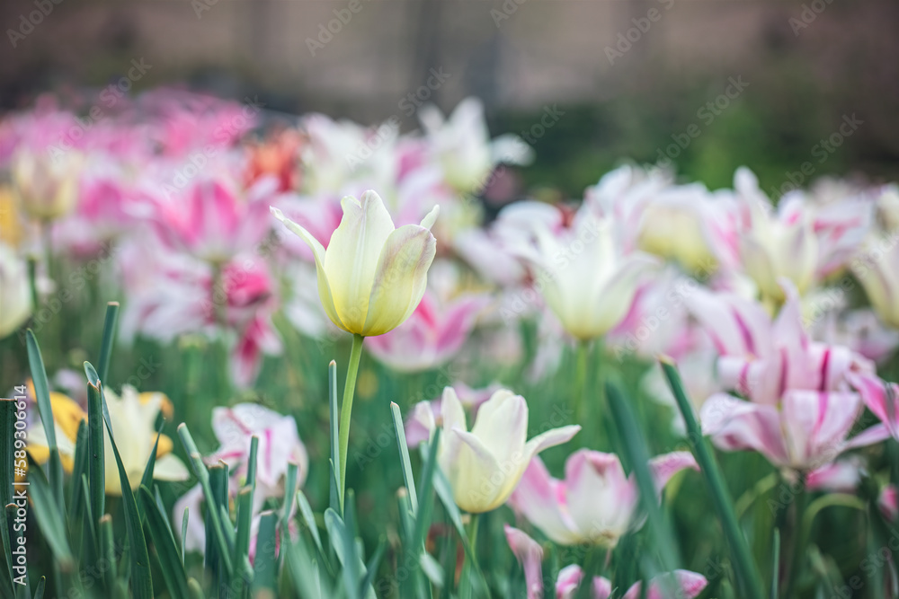 Fototapeta premium pink tulips in the garden