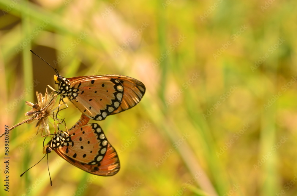 Obraz premium butterfly on a flower