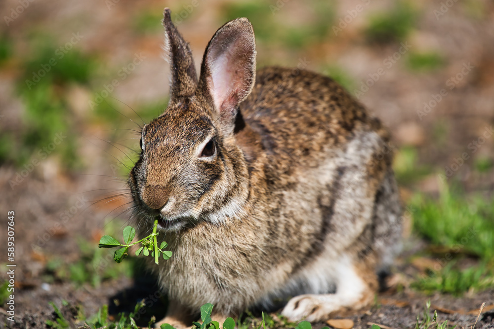 Fototapeta premium A wild rabbit eating plants in the spring.