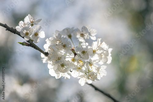 Apple tree blossom on a branch