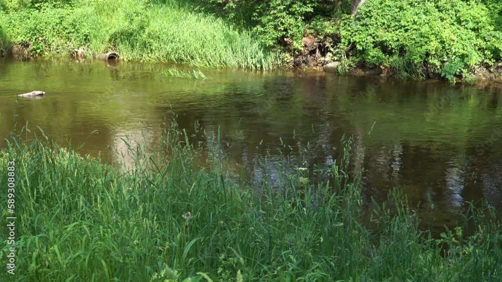 Discharge of waste-water into nature to river current. A wild nature landscape on the grassy river bank with a view of the water flow on a sunny day of summer. Discharge of waste-water into nature to river current. A wild nature landscape on the grassy river bank with a view of the water flow on a sunny day of summer.