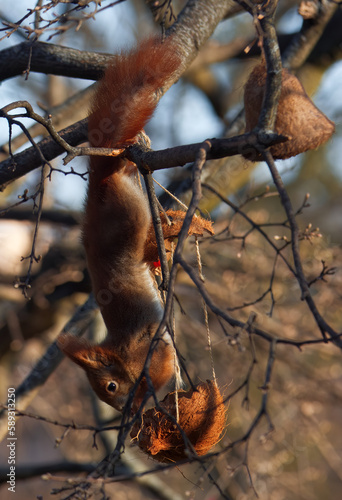 A red squirrel lit by the rising sun robbing a bird feeder, sunny spring day, no people, no AI.