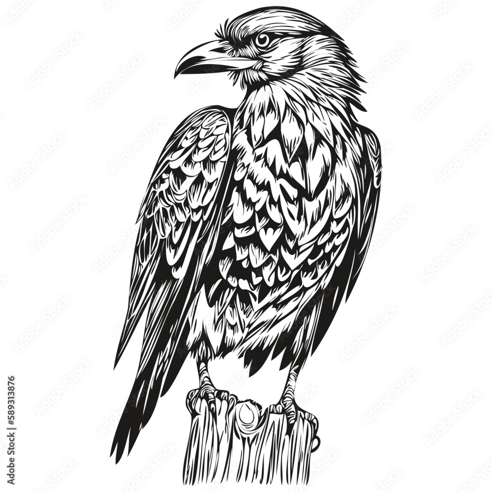 Naklejka premium Vintage engrave isolated Raven illustration cut ink sketch corbie