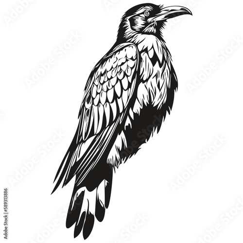 Vintage engrave isolated Raven illustration cut ink sketch corbie