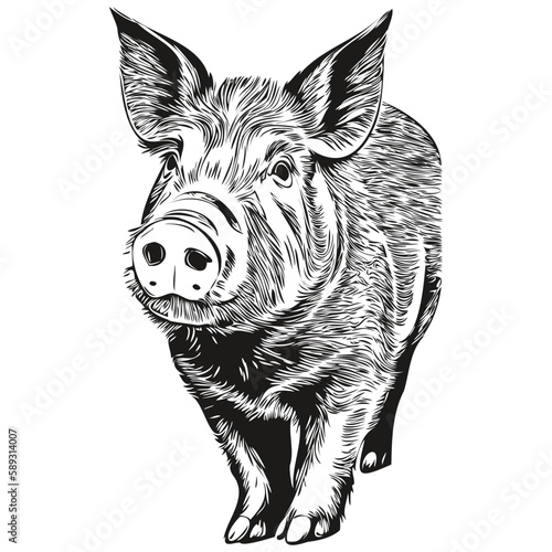 Cute hand drawn Pig, vector illustration black and white hog