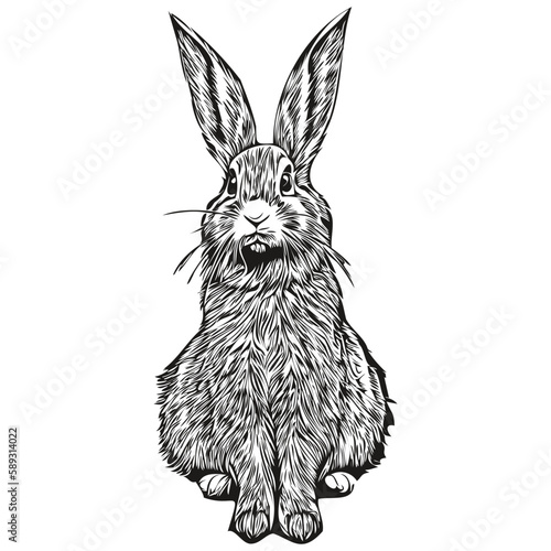 Cute hand drawn Rabbit, vector illustration black and white hare
