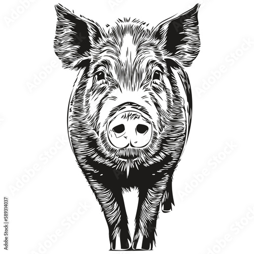 Cute kids hand drawn nursery poster with Pig animal hog