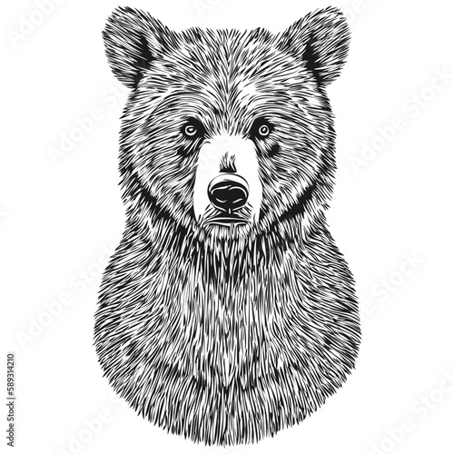 Hand drawn Bear on a white background, bruin