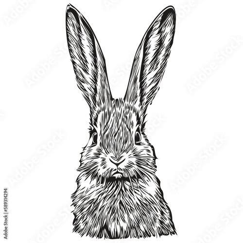 Hand drawn Rabbit on a white background, hare