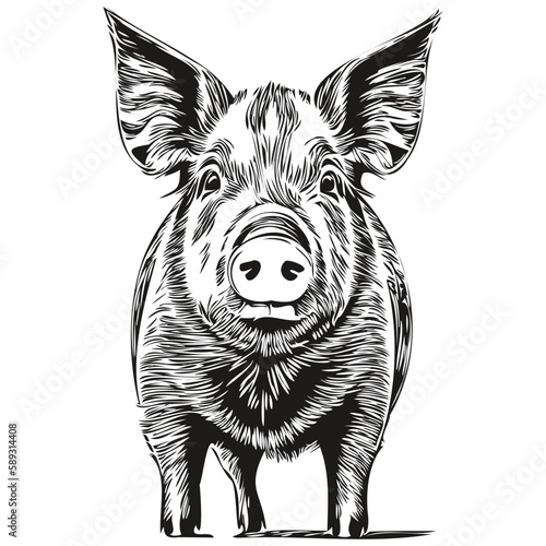 Pig sketchy, graphic portrait of a Pig on a white background, hog