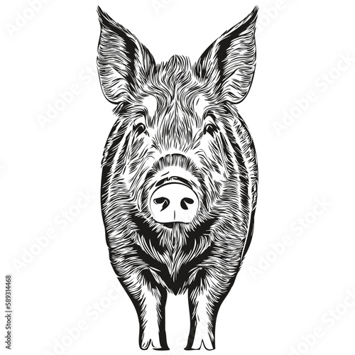 Portrait of a cute Pig on a white background hog