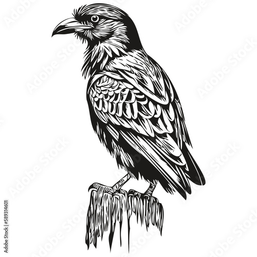 Raven  vintage illustration, black and white vector art corbie