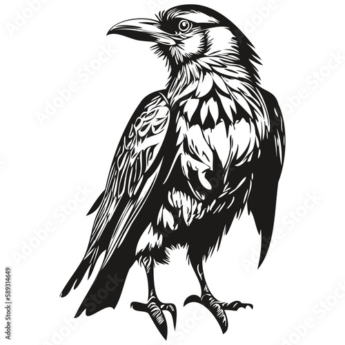 Raven sketchy, graphic portrait of a Raven on a white background, corbie