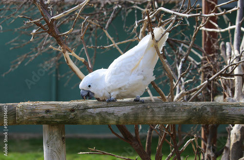 Beautiful big white Cockatoo parrot eating and watching people walking around and visiting him. Ready to play with his owner and friends