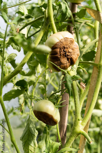 tomato disease, gardening problems, green rotten tomatoes in hand, phytophthora vegetables, crop loss, vertical photo