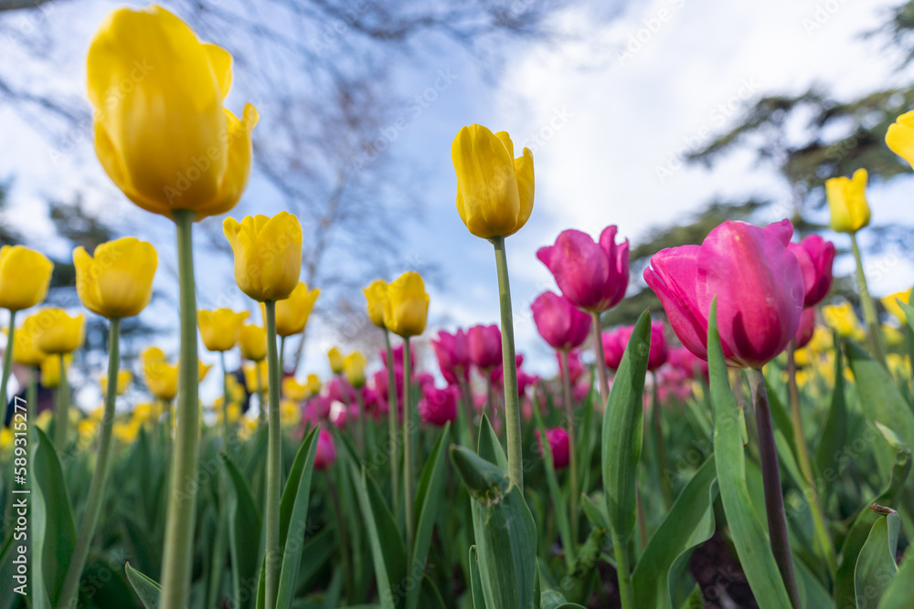 Tulips in a flower bed, yellow and pink flowers against the sky and trees, spring flowers.