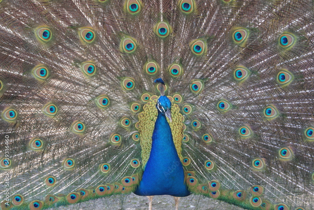 Obraz premium Peacock