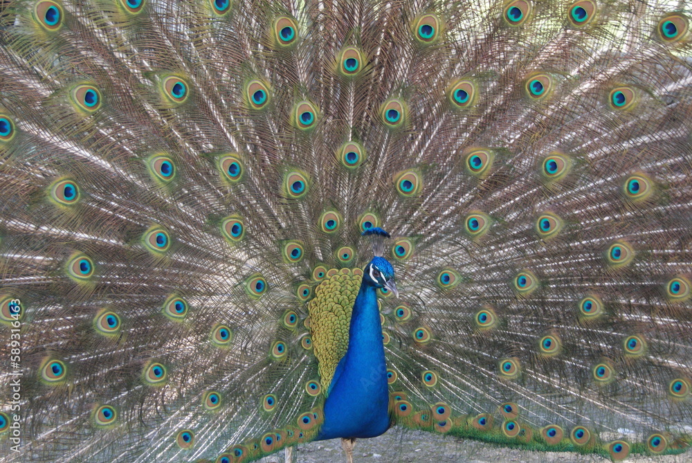 Naklejka premium Peacock
