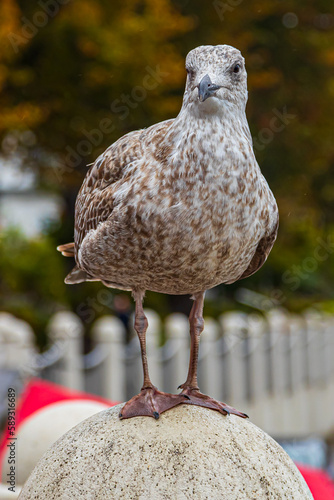 Möve