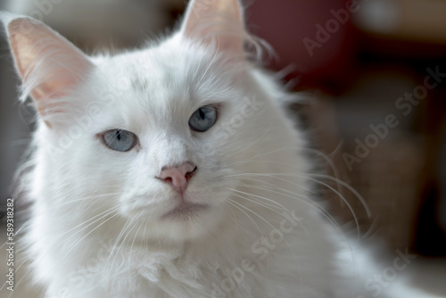 Beau chat blanc qui pose photo