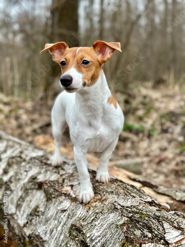 Jack Russell Terrier dog in the forest. 